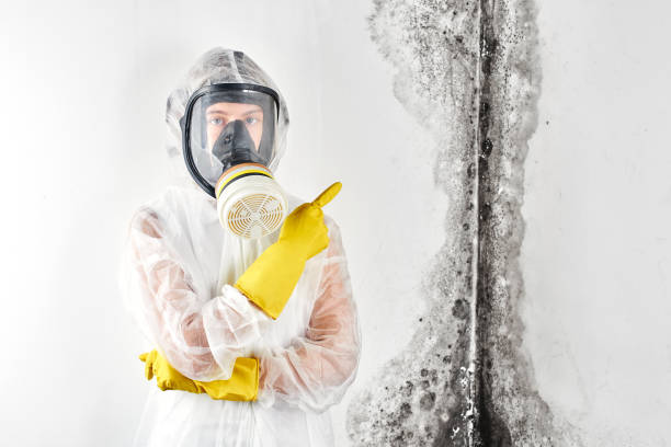 Environmental Consulting for Mold Prevention