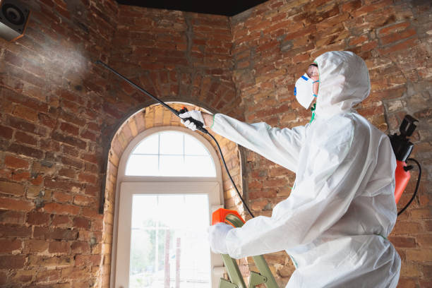 Best Attic Mold Removal  in Monrovia, CA